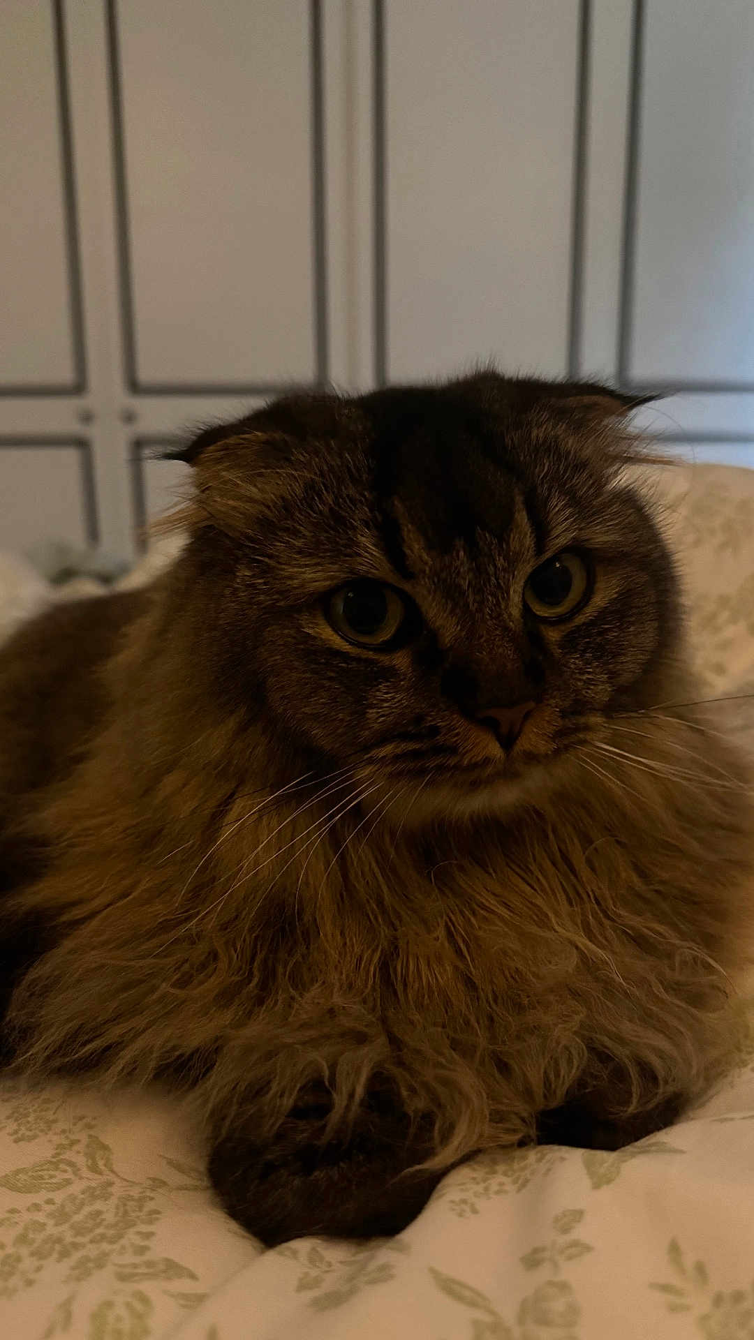 Luna-Lou