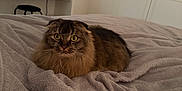 Luna-Lou is registered to the contest to win money with this photo: cat, fluffy, folded_ears, bedroom, blanket, soft_texture, cozy, furniture, mirror, wardrobe, pet, animal, indoor, relaxed, fur, cute, eyes, resting, home, comfort