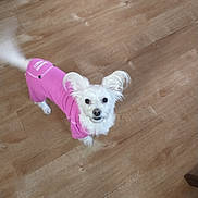 Bella joined the competition — help win amazing prizes! accessories, affenpinscher, animal, canine, cockerspaniel, dog, eskimodog, hardwood, indoors, interiordesign, leash, papillon, pet, plywood, poodle, puppy, strap, terrier, whitedog, wood