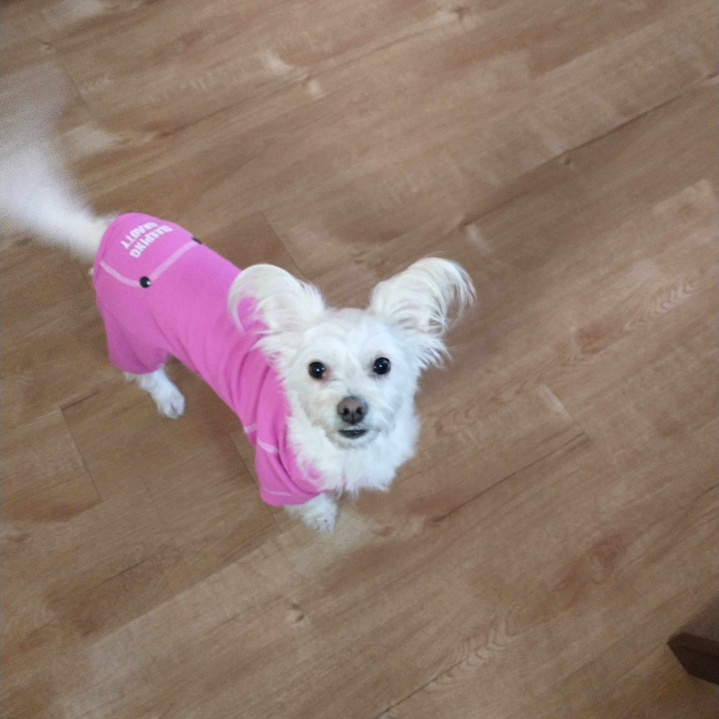 Bella
