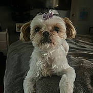 Princesa joined the competition — help win amazing prizes! animal, bed, blanket, bow, companion, cozy, cute, dog, domestic_animal, ears, front_view, fur, indoor, laying_down, looking, nose, paws, pet, small_dog, white_fur