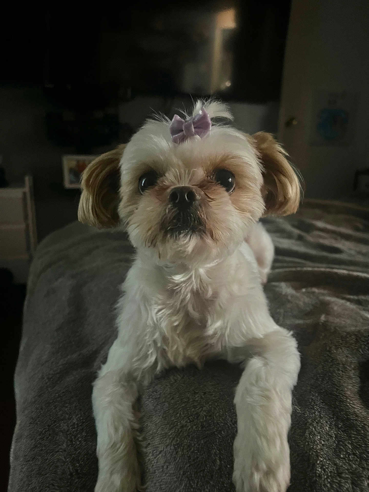 Princesa joined the competition — help win amazing prizes! animal, bed, blanket, bow, companion, cozy, cute, dog, domestic_animal, ears, front_view, fur, indoor, laying_down, looking, nose, paws, pet, small_dog, white_fur