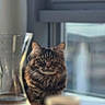 cat, tabby, window, glass, cup, table, indoor, feline, pet, fur, calm, looking, blurred_background, natural_light, domestic, animal, sitting, portrait, curious, house
