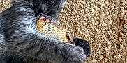 Ares participe au concours pour gagner de l'argent avec cette photo : cat, gray_cat, toy_fish, plush_toy, fur, pet, claws, ears, eyes, texture, woven_mat, indoor, animal, closeup, cute, playful, resting, whiskers, paws, feline