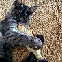 cat, gray_cat, toy_fish, plush_toy, fur, pet, claws, ears, eyes, texture, woven_mat, indoor, animal, closeup, cute, playful, resting, whiskers, paws, feline