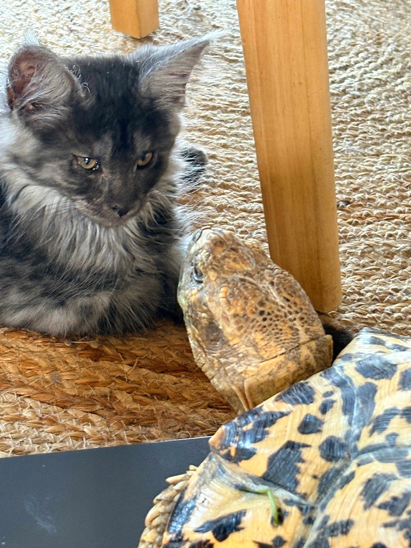 Ares participe au concours pour gagner de l'argent avec cette photo : animal, carpet, cat, closeup, curious, face, floor, friendship, furry, indoor, kitten, looking, nature, pattern, pet, reptile, table_leg, texture, turtle, wood