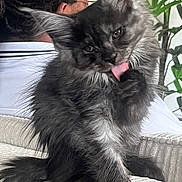 Ares a rejoint le concours — aidez-le/la à gagner de superbes lots ! cat, gray_cat, fluffy, tongue_out, grooming, couch, person, dreadlocks, glasses, indoor, plant, home, furniture, pet, relaxed, sitting, close_up, animal, portrait, cute