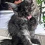 cat, gray_cat, fluffy, tongue_out, grooming, couch, person, dreadlocks, glasses, indoor, plant, home, furniture, pet, relaxed, sitting, close_up, animal, portrait, cute