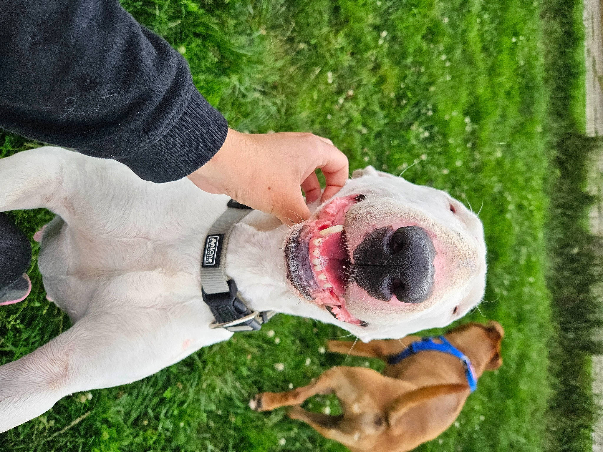 Lady participe au concours pour gagner de l'argent avec cette photo : ball, canidae, carnivore, collar, companion_dog, dog, dog_breed, dog_collar, dog_supply, fawn, fun, gesture, grass, happy, leisure, recreation, snout, sporting_group, working_dog, wrist