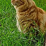 Scott a rejoint le concours — aidez-le/la à gagner de superbes lots ! cat, orange_tabby, grass, outdoor, animal, pet, feline, nature, greenery, fur, whiskers, ears, side_view, alert, quiet, mammal, close_up, daylight, portrait, calm