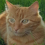 Scott a rejoint le concours — aidez-le/la à gagner de superbes lots ! cat, ginger_cat, close_up, outdoor, grass, greenery, sunlight, whiskers, fur, pet, animal, nature, relaxed, mammal, portrait, eyes, face, feline, calm, daylight