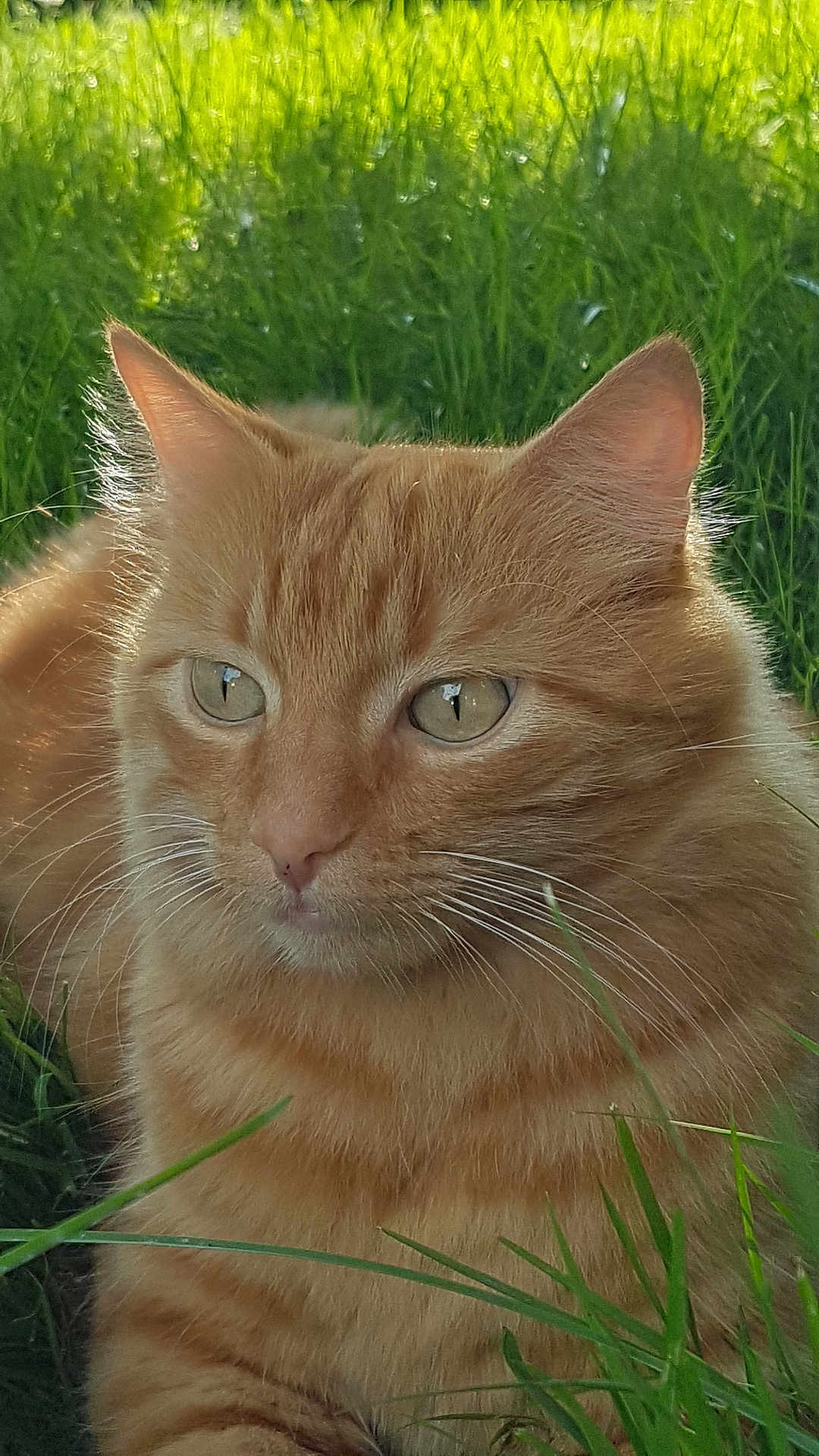 Scott a rejoint le concours — aidez-le/la à gagner de superbes lots ! cat, ginger_cat, close_up, outdoor, grass, greenery, sunlight, whiskers, fur, pet, animal, nature, relaxed, mammal, portrait, eyes, face, feline, calm, daylight