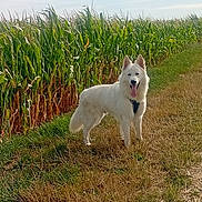 Aslan participe au concours pour gagner de l'argent avec cette photo : dog, white_dog, animal, pet, canine, standing, tongue_out, pointed_ears, fluffy_fur, collar, outdoor, cornfield, corn, farmland, country_path, grass, dry_grass, greenery, blue_sky, sunlight