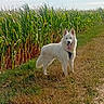dog, white_dog, animal, pet, canine, standing, tongue_out, pointed_ears, fluffy_fur, collar, outdoor, cornfield, corn, farmland, country_path, grass, dry_grass, greenery, blue_sky, sunlight