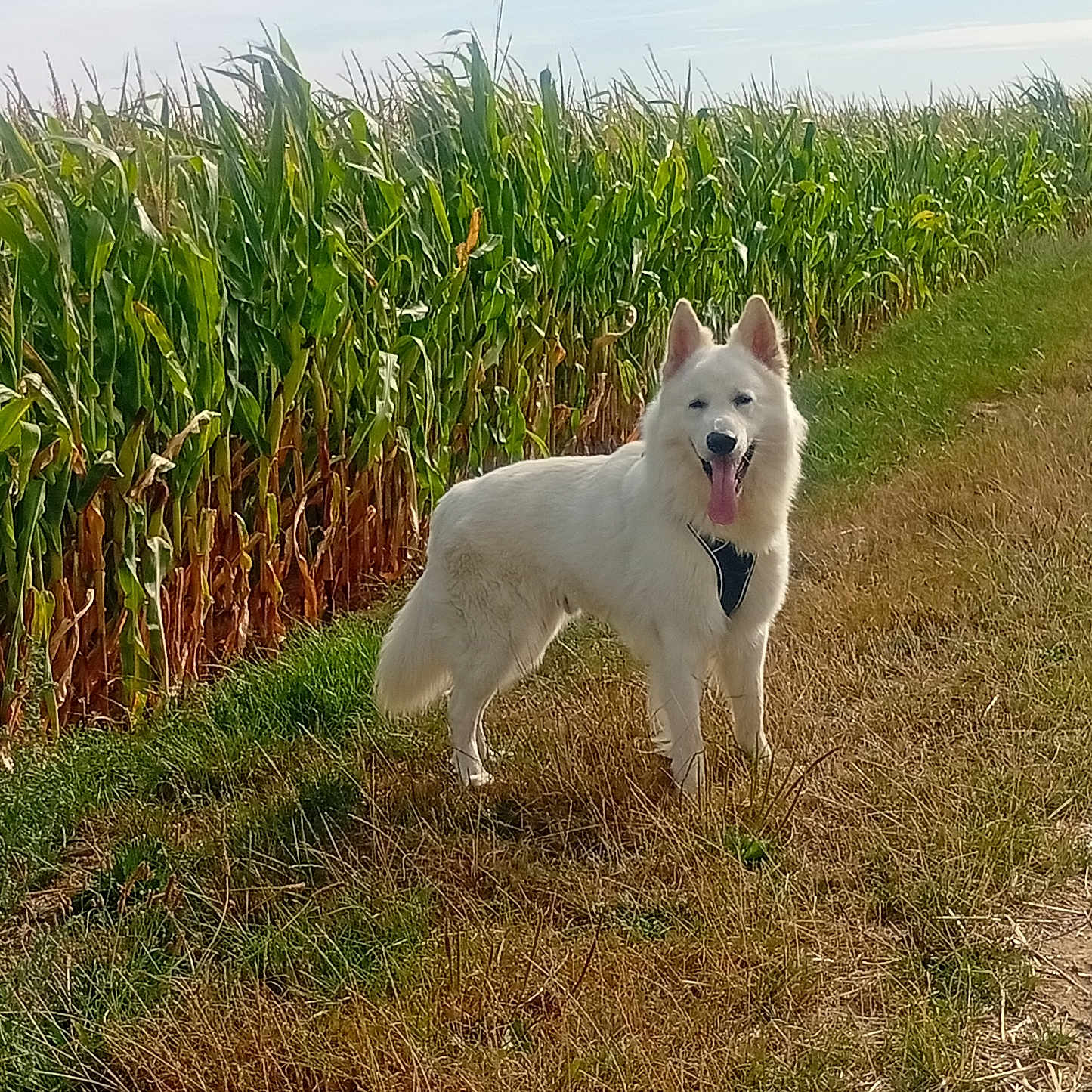 Aslan participe au concours pour gagner de l'argent avec cette photo : dog, white_dog, animal, pet, canine, standing, tongue_out, pointed_ears, fluffy_fur, collar, outdoor, cornfield, corn, farmland, country_path, grass, dry_grass, greenery, blue_sky, sunlight