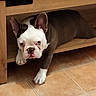 french_bulldog, dog, pet, puppy, indoor, floor, tile_floor, wooden_furniture, resting, lying_down, cute, animal, ears, face, looking, brown, white, paw, canine, companion