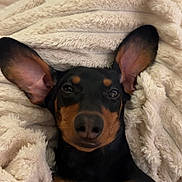 Kiara participe au concours pour gagner de l'argent avec cette photo : dog, dachshund, pet, blanket, cozy, ears, snout, nose, eyes, fur, black_and_tan, portrait, close_up, indoor, resting, cute, sleepy, soft_texture, paw, couch