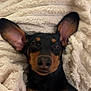 dog, dachshund, pet, blanket, cozy, ears, snout, nose, eyes, fur, black_and_tan, portrait, close_up, indoor, resting, cute, sleepy, soft_texture, paw, couch
