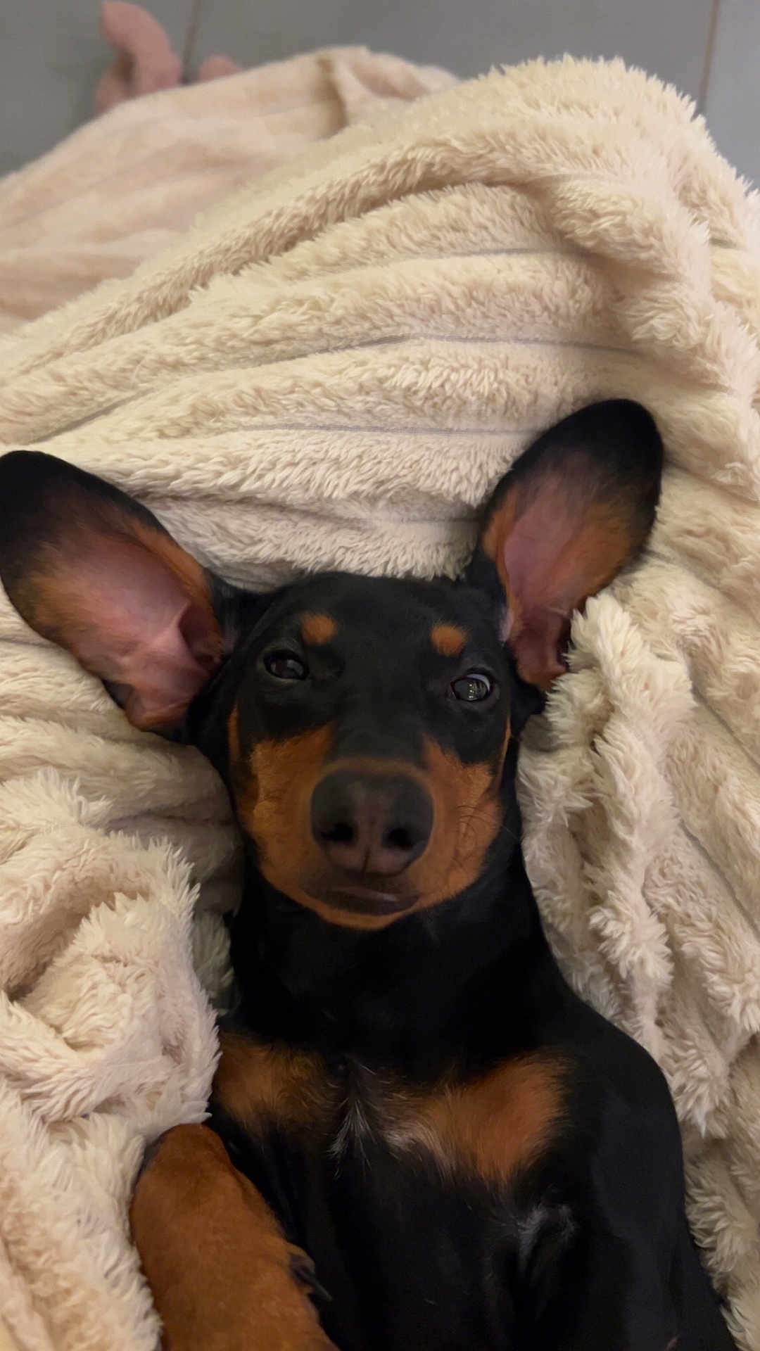 Kiara participe au concours pour gagner de l'argent avec cette photo : dog, dachshund, pet, blanket, cozy, ears, snout, nose, eyes, fur, black_and_tan, portrait, close_up, indoor, resting, cute, sleepy, soft_texture, paw, couch