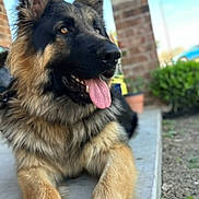 Magnus joined the competition — help win amazing prizes! dog, german_shepherd, tongue_out, laying_down, outdoor, porch, brick_wall, greenery, canine, pet, animal, fur, ears_up, happy, close_up, muzzle, nose, paws, tongue, sunny