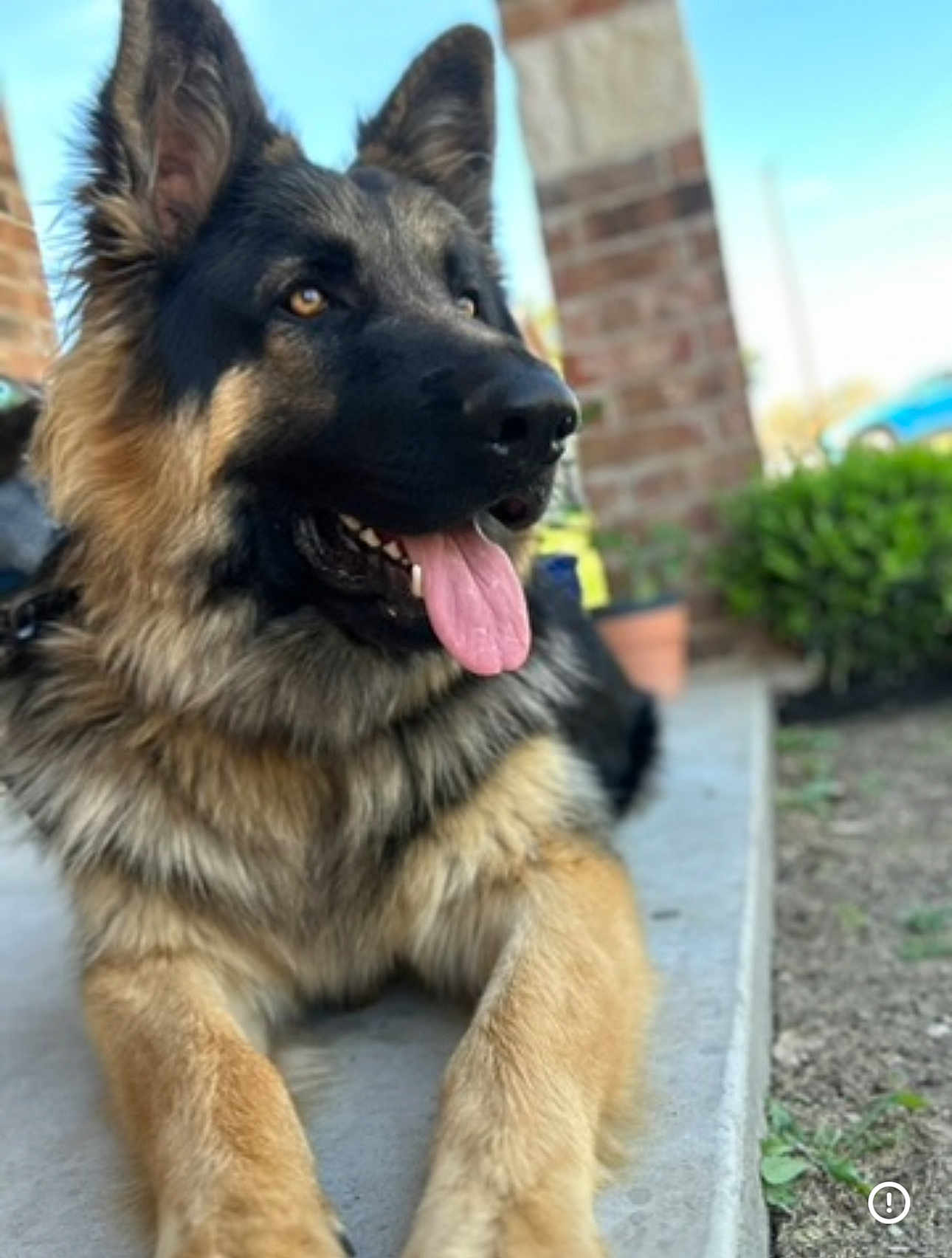 Magnus joined the competition — help win amazing prizes! dog, german_shepherd, tongue_out, laying_down, outdoor, porch, brick_wall, greenery, canine, pet, animal, fur, ears_up, happy, close_up, muzzle, nose, paws, tongue, sunny