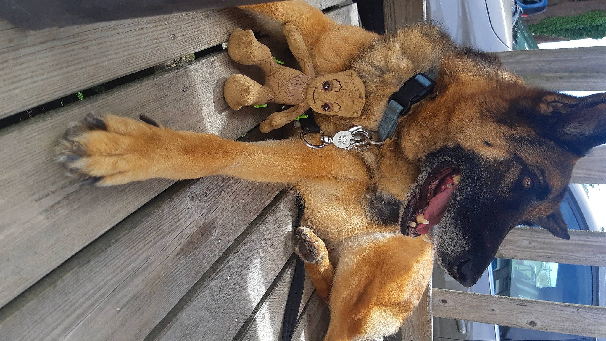 Haïka a rejoint le concours — aidez-le/la à gagner de superbes lots ! biting, canidae, carnivore, collar, companion_dog, dog, dog_breed, fawn, felidae, fur, german_shepherd_dog, hardwood, old_german_shepherd_dog, paw, snout, sporting_group, terrestrial_animal, whiskers, wood, working_animal