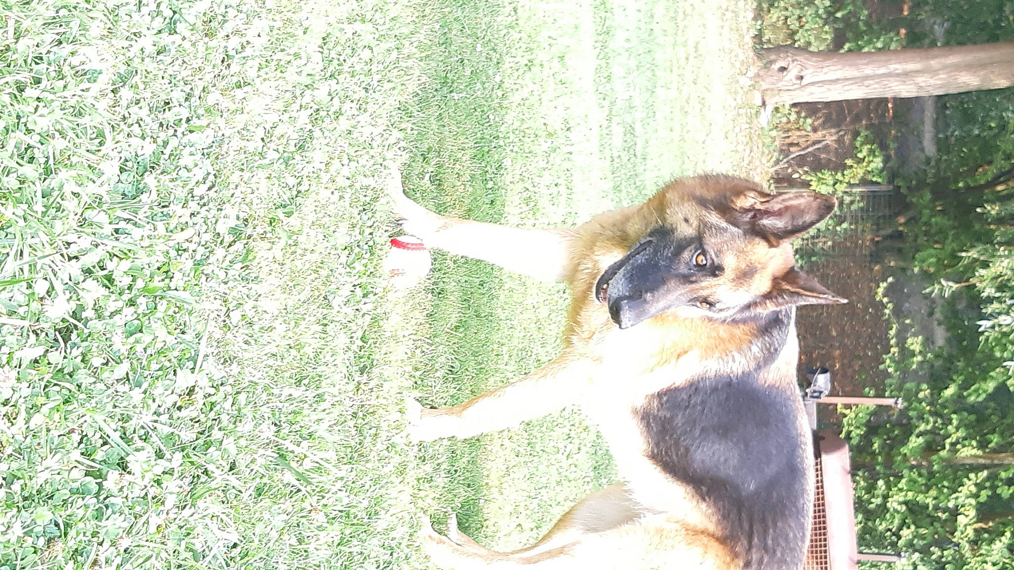 Haïka participe au concours pour gagner de l'argent avec cette photo : carnivore, companion_dog, dog, dog_breed, east_european_shepherd, fawn, german_shepherd_dog, grass, groundcover, heat, herding_dog, king_shepherd, old_german_shepherd_dog, people_in_nature, plant, shrub, sporting_group, tail, tree, working_dog