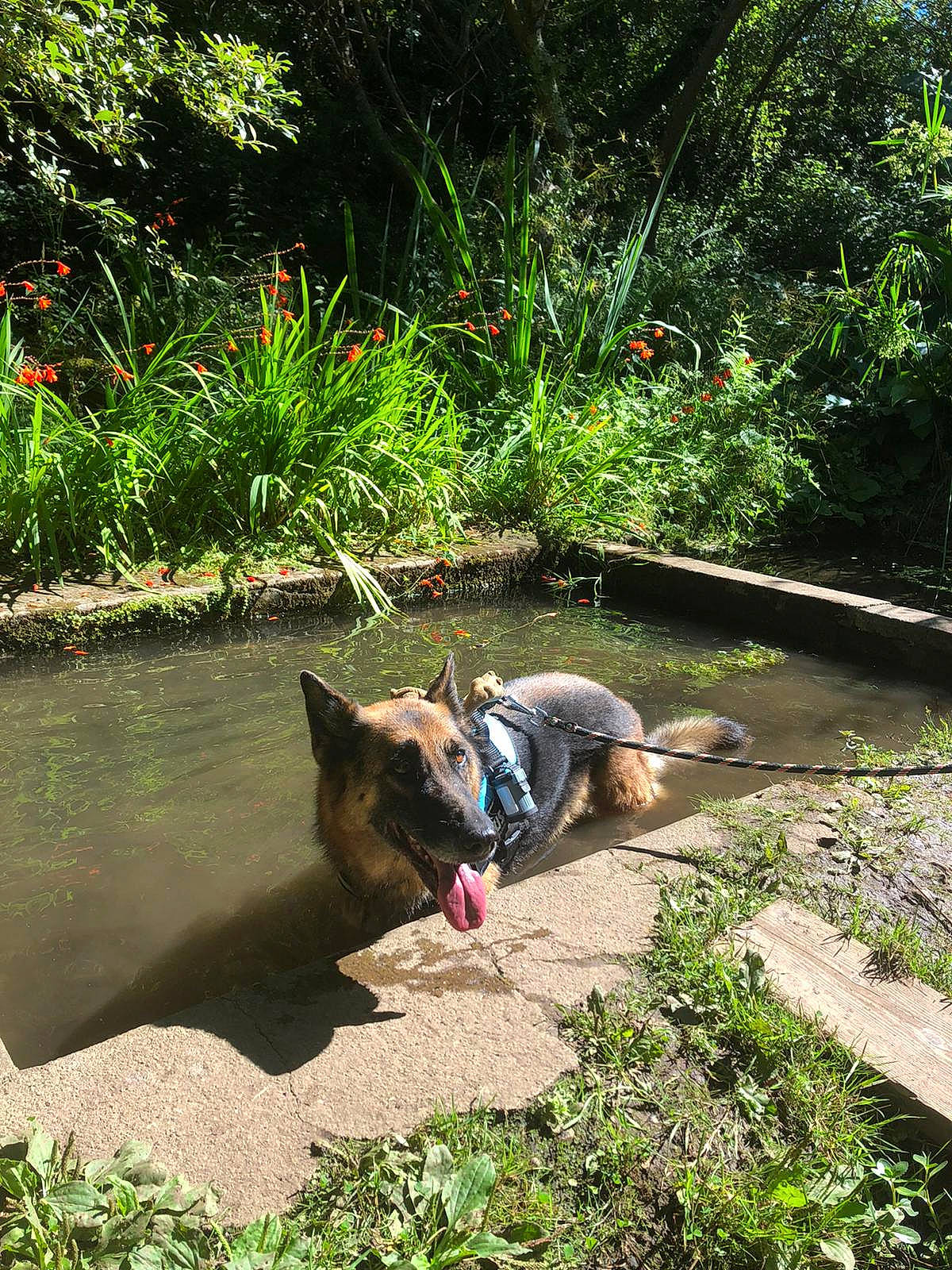 Haïka participe au concours pour gagner de l'argent avec cette photo : bank, botany, carnivore, companion_dog, dog, dog_breed, fawn, grass, groundcover, landscape, leisure, natural_landscape, plant, riparian_zone, tail, water, water_resources, watercourse, waterway, working_animal