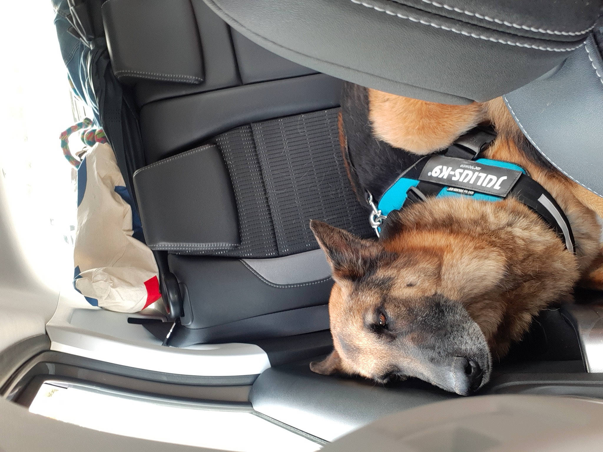 Haïka participe au concours pour gagner de l'argent avec cette photo : bag, car_seat, car_seat_cover, carnivore, comfort, companion_dog, dog, dog_breed, fashion_accessory, fawn, fedora, felidae, hat, luggage_and_bags, small_to_medium_sized_cats, sporting_group, sun_hat, sunglasses, vehicle, whiskers