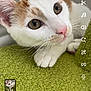 Dobby joined the competition — help win amazing prizes! animal, cat, close_up, cozy, curious, cute, ears, face, feline, green_carpet, indoor, kitten, orange, paws, pet, soft_light, texture, whiskers, white, young