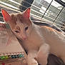 blanket, blinds, cat, close_up, cozy, daylight, domestic_cat, feline, house, indoor, markers, orange_and_white, paw, relaxed, resting, sleepy, soft_texture, stationery, sunlight, window
