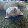 Dobby is registered to the contest to win money with this photo: cat, couch, cozy, decor, ears, feline, fur, green_couch, home, indoor, nose, pet, relaxed, shelf, sleeping, soft_light, upside_down, whiskers, white_cat, window