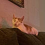 cat, couch, cozy, domestic_animal, feline, furniture, home, indoor, mirror, nap, orange_and_white, peaceful, pet, quiet, relaxing, resting, sleeping, sofa, textured, wall