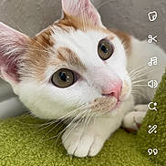 Dobby joined the competition — help win amazing prizes! animal, cat, close_up, curious, cute, domestic_cat, ears, eyes, feline, green_surface, indoor, lying_down, nose, orange_and_white, paws, pet, portrait, soft_light, texture, whiskers