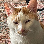 Dobby joined the competition — help win amazing prizes! animal, carpet, cat, close_up, cute, domestic, ears, expression, face, feline, fur, ginger, indoor, pattern, pet, portrait, relaxed, table_leg, whiskers, white