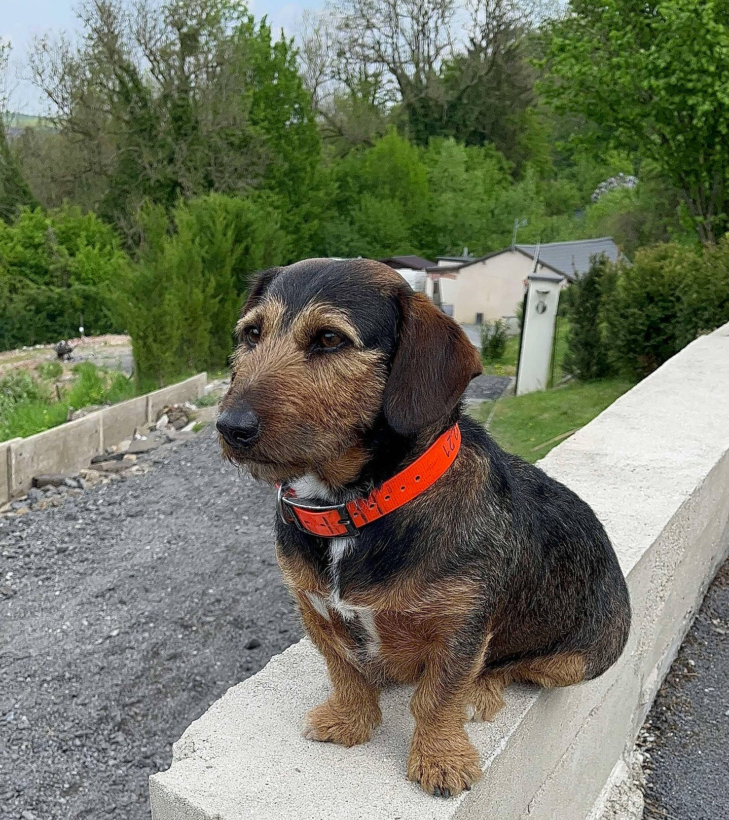 Cartouche participe au concours pour gagner de l'argent avec cette photo : canidae, carnivore, collar, companion_dog, dog, dog_breed, dog_collar, dog_supply, hunting_dog, leash, liver, pet_supply, plant, sky, snout, sporting_group, tree, working_animal, working_dog