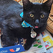 Elmo joined the competition — help win amazing prizes! black_cat, cat, pet, collar, blue_bow, tongue_out, indoor, curious, animal, feline, close_up, paper, shoe, floor, domestic, whiskers, playful, cute, small, resting