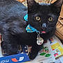 black_cat, cat, pet, collar, blue_bow, tongue_out, indoor, curious, animal, feline, close_up, paper, shoe, floor, domestic, whiskers, playful, cute, small, resting