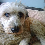 Gribouillette a rejoint le concours — aidez-le/la à gagner de superbes lots ! briquet_griffon_vendeen, cockapoo, dandie_dinmont_terrier, dog, dog_breed, dog_crossbreeds, dog_like_mammal, glen_of_imaal_terrier, goldendoodle, irish_soft_coated_wheaten_terrier, lakeland_terrier, mammal, miniature_poodle, petit_basset_griffon_vendeen, poodle_crossbreed, schnoodle, spinone_italiano, terrier, vertebrate, wire_hair_fox_terrier