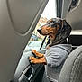Cristiano a rejoint le concours — aidez-le/la à gagner de superbes lots ! dog, dachshund, pet, car_interior, window, hoodie, clothing, paws, looking_out, curious, black_and_tan, short_hair, seat, door_handle, dashboard, urban, street, portrait, cozy, passenger