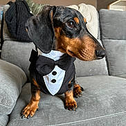 Cristiano a rejoint le concours — aidez-le/la à gagner de superbes lots ! dog, dachshund, pet, tuxedo, bow_tie, portrait, sofa, couch, indoor, black_and_tan, close_up, cute, small_dog, paws, fur, nails, nose, eyes, home, adorable