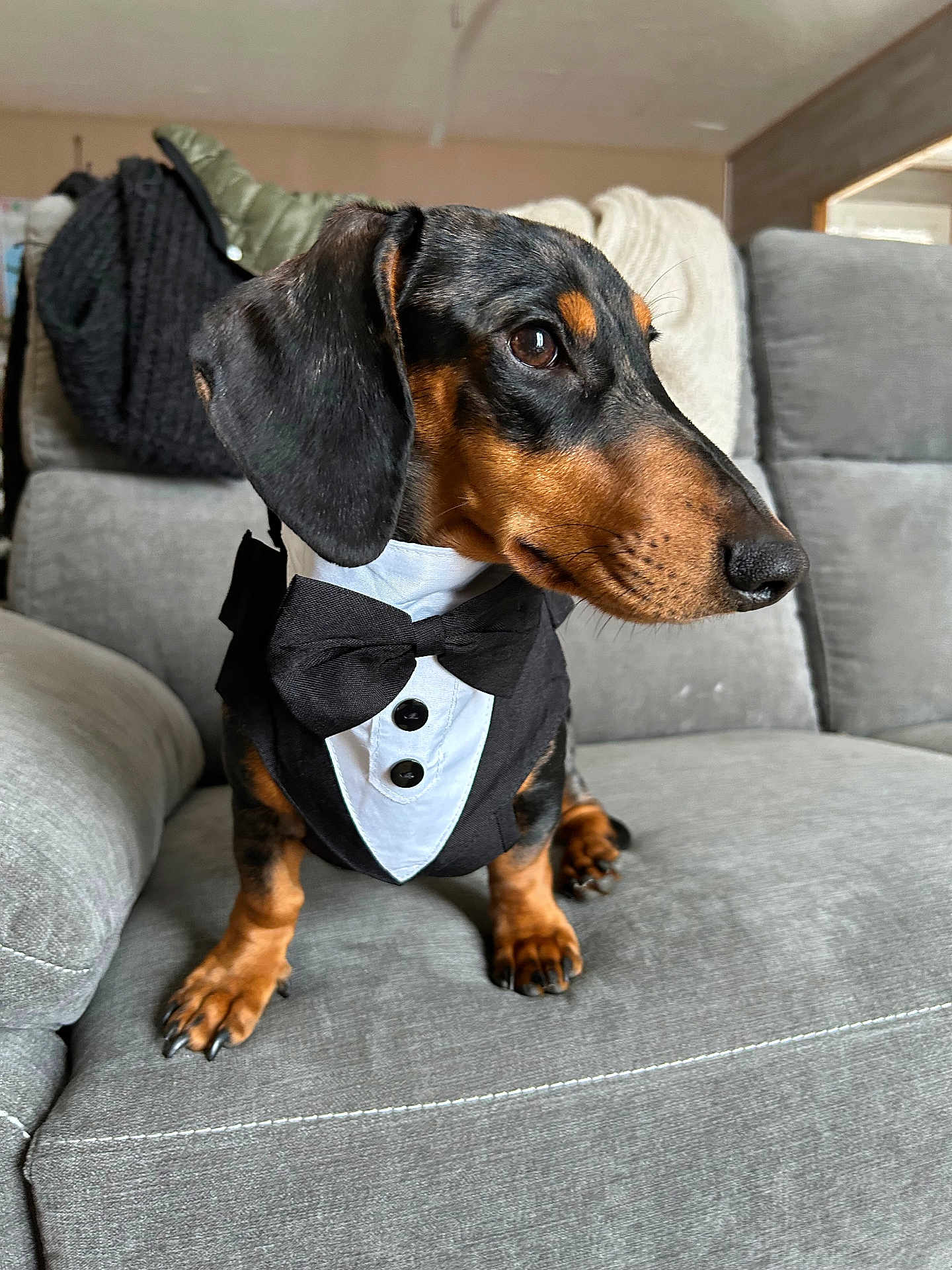 Cristiano a rejoint le concours — aidez-le/la à gagner de superbes lots ! dog, dachshund, pet, tuxedo, bow_tie, portrait, sofa, couch, indoor, black_and_tan, close_up, cute, small_dog, paws, fur, nails, nose, eyes, home, adorable
