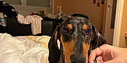 Cristiano a rejoint le concours — aidez-le/la à gagner de superbes lots ! dog, dachshund, pet, sweater, bed, blanket, indoors, human_hand, nails, manicure, person, muzzle, ears, portrait, domestic_interior, cozy, couch, window, photos_on_wall, cluttered_background
