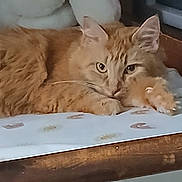 Timmie joined the competition — help win amazing prizes! cat, orange_cat, tabby, feline, pet, fur, whiskers, paw, eyes, close_up, resting, cozy, indoor, bed, blanket, stuffed_toy, portrait, furniture, timestamp, cute