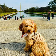 Peach is registered to the contest to win money with this photo: dog, puppy, fluffy, beige_jacket, bandana, stone_surface, reflecting_pool, washington_monument, people, outdoor, park, trees, sky, curly_hair, leash, sunny, daytime, tourists, landmark, nature