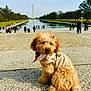 dog, puppy, fluffy, beige_jacket, bandana, stone_surface, reflecting_pool, washington_monument, people, outdoor, park, trees, sky, curly_hair, leash, sunny, daytime, tourists, landmark, nature