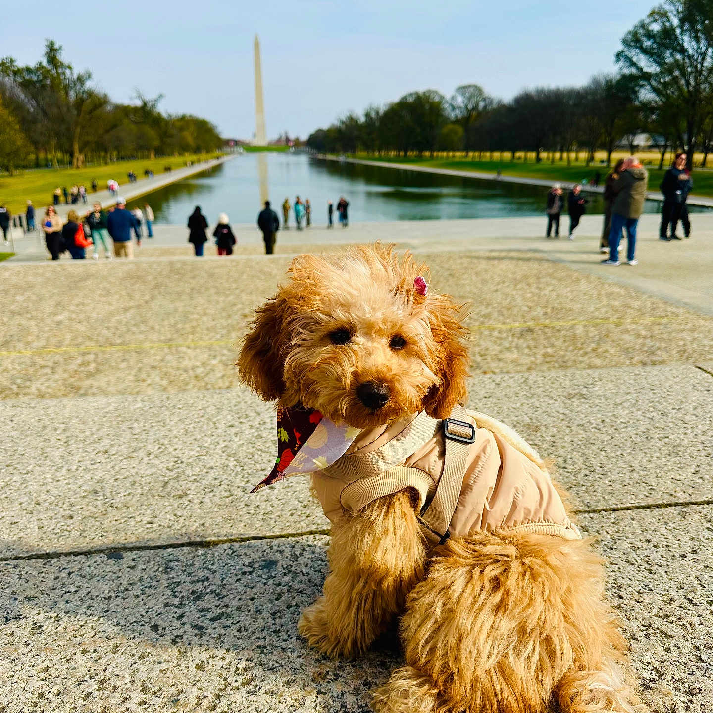 Peach is registered to the contest to win money with this photo: bandana, beige_jacket, curly_hair, daytime, dog, fluffy, landmark, leash, nature, outdoor, park, people, puppy, reflecting_pool, sky, stone_surface, sunny, tourists, trees, washington_monument