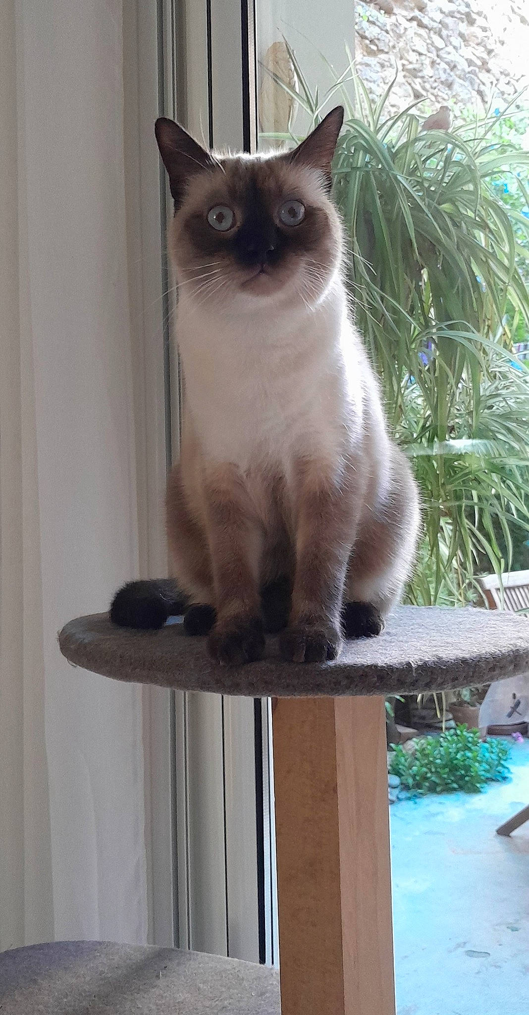 Trésor participe au concours pour gagner de l'argent avec cette photo : balinese, birman, carnivore, cat, domestic_short_haired_cat, door, fawn, felidae, fur, grass, plant, siamese, small_to_medium_sized_cats, snout, tail, thai, whiskers, window, wood