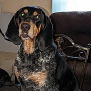 Hank The Tank joined the competition — help win amazing prizes! animal, black, chair, coat, couch, dog, drooling, ears, eyes, face, flash, furniture, home, indoor, looking, pet, sitting, table, tan, wall