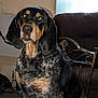 animal, black, chair, coat, couch, dog, drooling, ears, eyes, face, flash, furniture, home, indoor, looking, pet, sitting, table, tan, wall